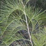 Grevillea pteridifolia 葉