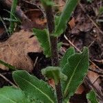 Hesperis laciniata 葉