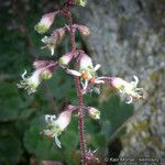 Heuchera rubescens Flower