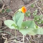 Emilia coccinea Flower