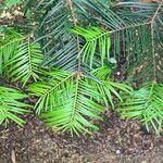 Abies grandis Ravina