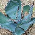 Agave ovatifolia Habitus