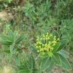 Bupleurum fruticosumFlower