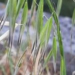 Avena barbata Fruto