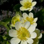 Caltha leptosepala Λουλούδι