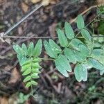 Astragalus cicer Blodyn