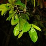 Annona montana List