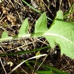 Crepis nicaeensis Foglia