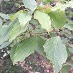 Cornus sanguineaLeaf