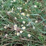 Tripleurospermum inodorum Habitat