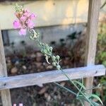 Linaria purpureaBloem