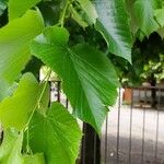 Tilia tomentosa葉