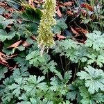 Heuchera villosa Muu