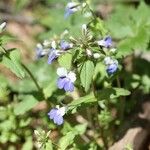 Collinsia verna Хабит