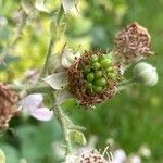 Rubus armeniacus Fruit