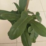 Philodendron martianum Blad