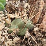 Cylindropuntia tunicata Leaf