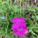 Dianthus seguieriFlower