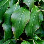 Cornus kousa Folha