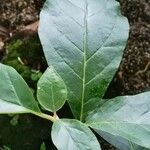 Juanulloa mexicana Leaf