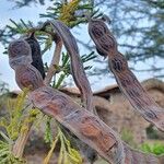 Vachellia nilotica Fruto