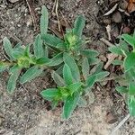 Cistus parviflorus ഇല