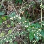 Asparagus acutifoliusHoja