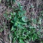 Vernonia baldwinii ഇല