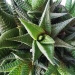 Haworthia limifolia Leaf