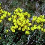 Cytisus ardoinoi Habit