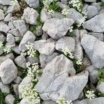 Arabis procurrens موطن