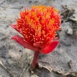 Haemanthus coccineus Květ