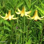 Lilium canadense Flower