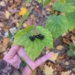 Viburnum acerifolium Frutto