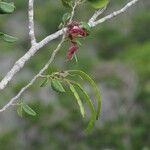 Arthroclianthus sanguineus 整株植物