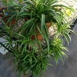 Chlorophytum comosum 整株植物