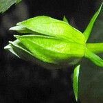 Hibiscus rosa-sinensis Flower