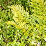 Dryopteris expansa Leaf