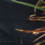 Carex parva