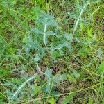 Eryngium campestre Hábito