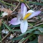 Crocus carpetanus Blüte