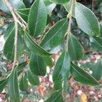 Camellia sasanqua Hoja