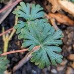 Geranium columbinum Folla