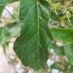 Solanum bonarienseHostoa