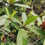 Rhizophora racemosa Лист