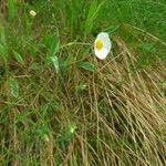 Ranunculus amplexicaulis Flower