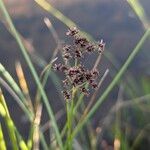 Juncus articulatus Vrucht