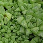 Haworthia cymbiformis Yeri