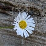 Erigeron karvinskianus Flower