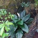 Spathiphyllum wendlandii Hoja